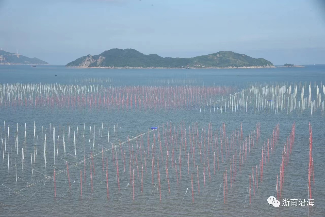 浙江坛子菜养殖模式